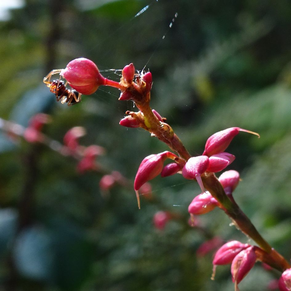 kleine bloempjes zonder naam ...